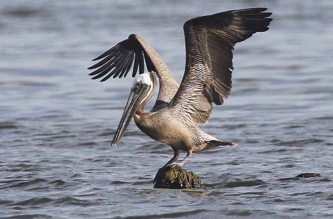 A brown pelican perches on Binder Lake west of Jefferson City. Local birders don't have an explanation for how or why the bird is out of its regular territory. 