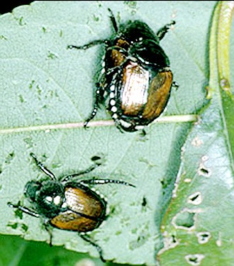 Japanese beetles feeding on a leaf. The insect is about one-third of an inch long. Japanese beetles appeared about three weeks early this year in Callaway County.