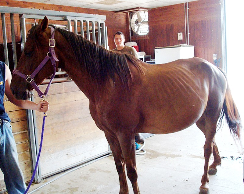 One of two mares rescued by the Callaway County Humane Society is now under the care of Fulton veterinarian Bob Barnett. The society is asking for donations to offset costs of caring for the animals.   