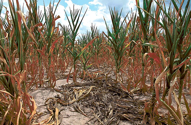 Burnt stalks lie on the ground among rows of corn damaged by drought in a parched field in Louisville, Ill. Days of triple digit temperatures with little rain in the past two months is forcing many farmers to call 2012 a total loss.