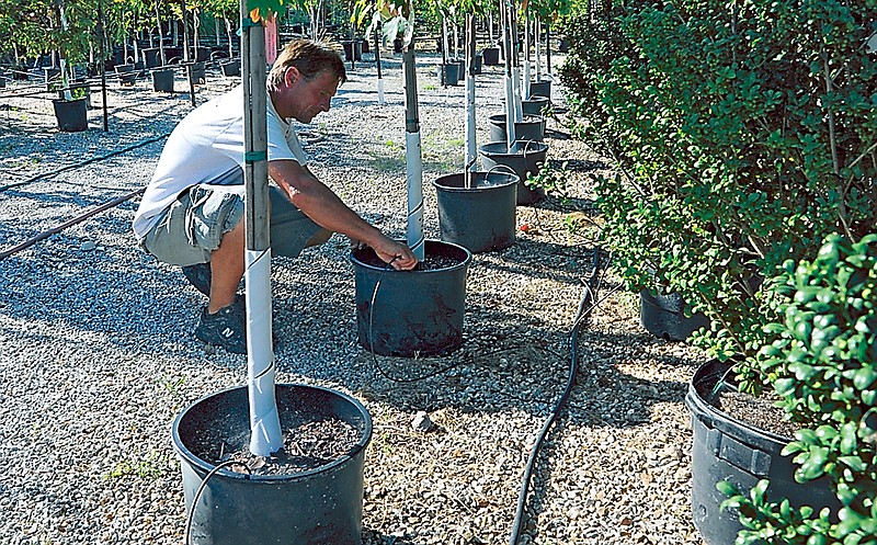 Mick Hartzler waters trees at Green Horizons Garden Center. The stress of this summer's drought in beginning to take a toll on trees as well as crops and lawns.