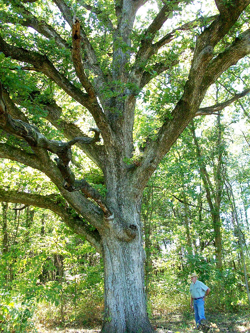 Bill Miller stands next to a huge oak tree at 3711 State Road HH west of Fulton that will have a Robin Hood birthday party Tuesday evening. Miller and his wife want to sell a new house nearby and hope the party will attract buyers for the house.