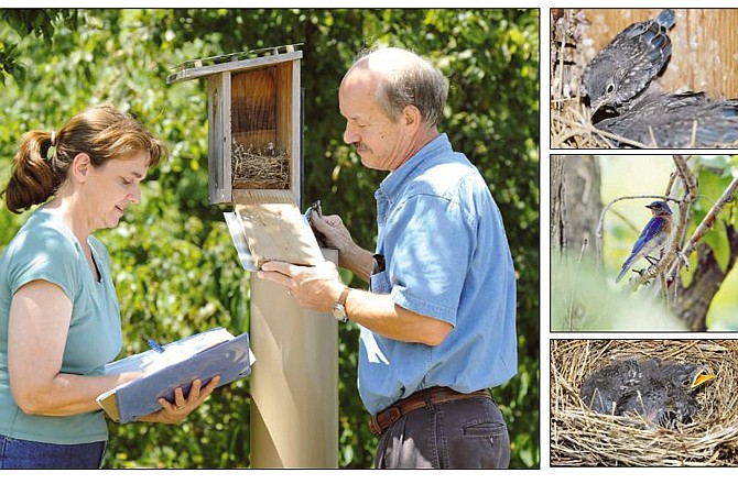 Clockwise from above: Regina and Steve Garr check on a bluebird nest box Friday outside their store. Regina has been recording the nesting information which she then sends to the Missouri Bluebird Society. The couple own Birds-I-View and sponsor a number of bluebird boxes throughout the city; A young bluebird in a nesting box; A male bluebird sits in a tree above its nest of chicks; and a second nesting box of bluebirds. 