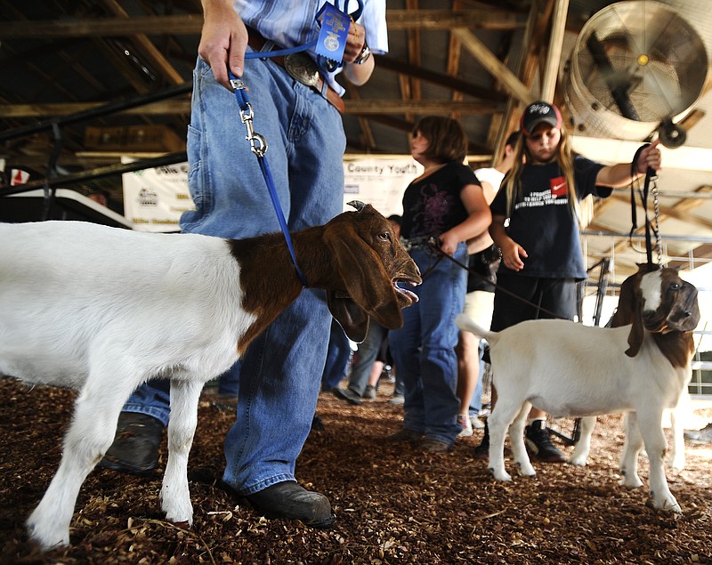 Young competitors lead their goats out of the show ring Tuesday, following class judging in the 4-H/FFA market goat show at the Jefferson City Jaycees Cole County Fair.