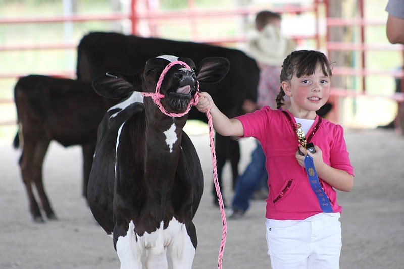 A tiny rancher shows off her stock during the Bucket Calf Show at the Callaway County Fair Wednesday. Dozens of Callawegians young and old got to take part in the livestock festivities throughout the day.