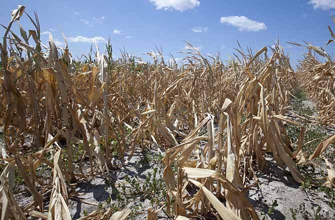 A dry field of corn is seen near Ashland, Neb., Thursday, Aug. 9, 2012. The latest U.S. drought map shows that excessively dry conditions continue to worsen in the Midwest states that are key producers of corn and soybeans. This is the worst U.S. drought in decades.