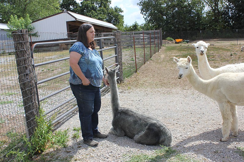 Ann Mayes pets one of her beloved alpacas on her farm, Alpacas D'Auxvasse, off County Road 1012. Alpacas D'Auxvasse makes alpaca yarn socks, hats, rugs, scarves and other products, most of which go from wool to finished product on the farm.