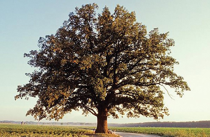 Missouri's champion bur oak tree in Boone County.