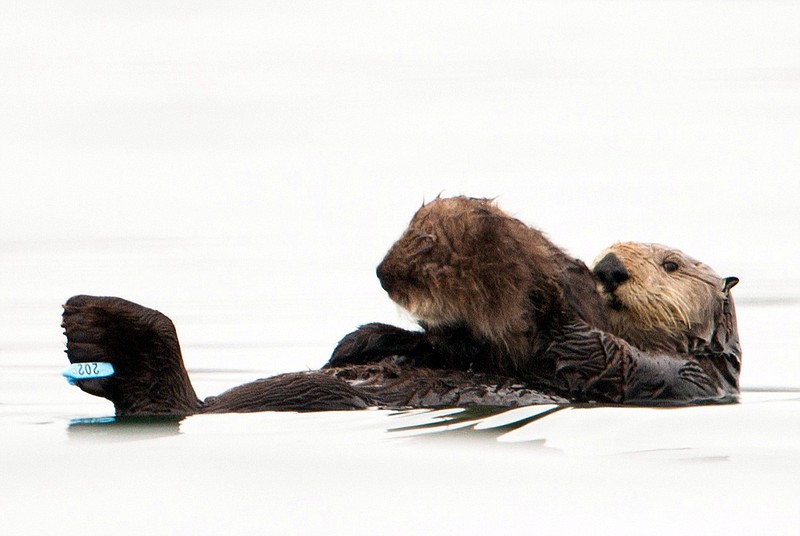 A sea otter holds her pup Monday at Seacliff State Beach near Aptos, Calif. The sea otter, known as Olive, has amazed researchers by becoming the first sea otter not only to survive a dunking in oil but then also go on to deliver a healthy pup.