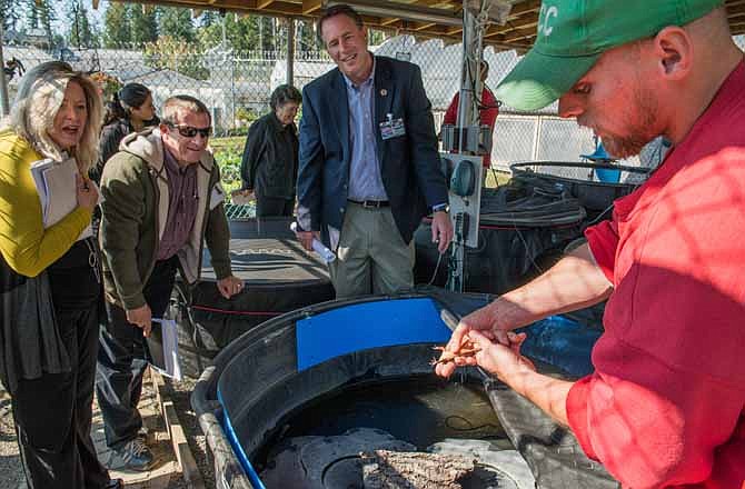 In this photo provided by the Sustainability in Prisons Project and The Evergreen State College, Mathew Henson, right, shows visitors an Oregon spotted frog during a tour of the Sustainability in Prisons Project at Cedar Creek Corrections Center in Littlerock, Wash., Thursday, Sept. 12, 2012. Henson and other inmates work as ecological research assistants, partnered in recent years with scientists doing conservation projects. 