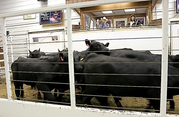 Mid Missouri Cattle Auction Sales Stay Steady Jefferson City News Tribune   9 25 Cattle Auction 1 T600 