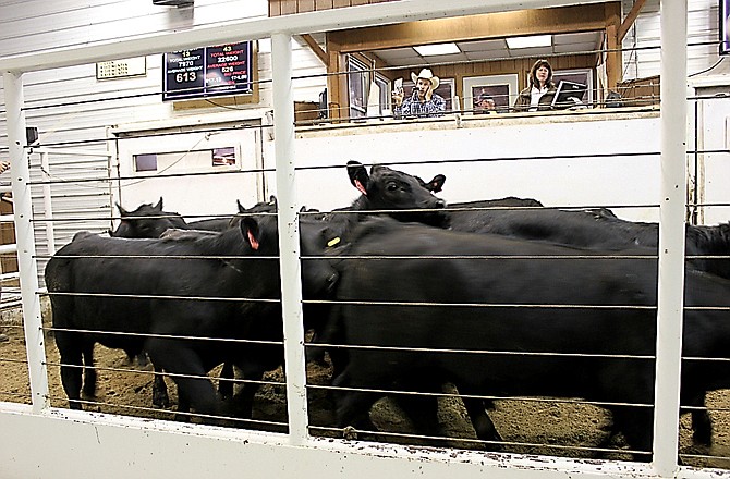 A group of cows are shown to the Monday crowd as the auctioneer rattles off bids at the Callaway Livestock Center's auction.