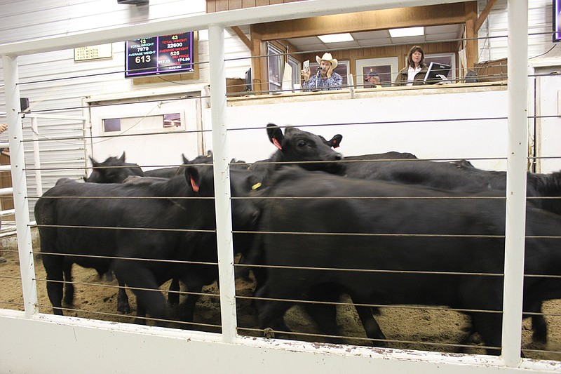 A group of cows are shown to a crowd as the auctioneer rattles off bids at the Callaway Livestock Center's auction Monday. Auctioneers said that despite the rise in cost for hay and lack of grazable land following this summer's drought, auction numbers have held steady.