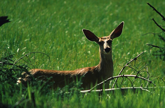 The Missouri Department of Conservation is concerned about two diseases affecting deer this year - chronic wasting disease and blue tongue disease.