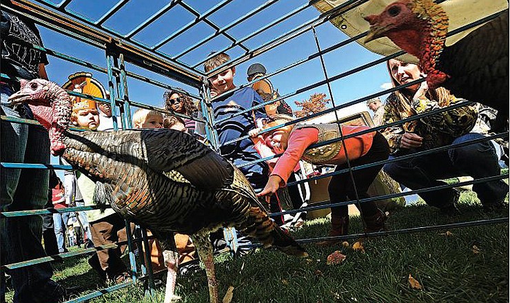 Kennedy Steinmetz, right, reaches as far as she can while trying to pet one of the wild turkeys on display on the Governor's Mansion grounds during Saturday's Harvest Fest in Jefferson City.