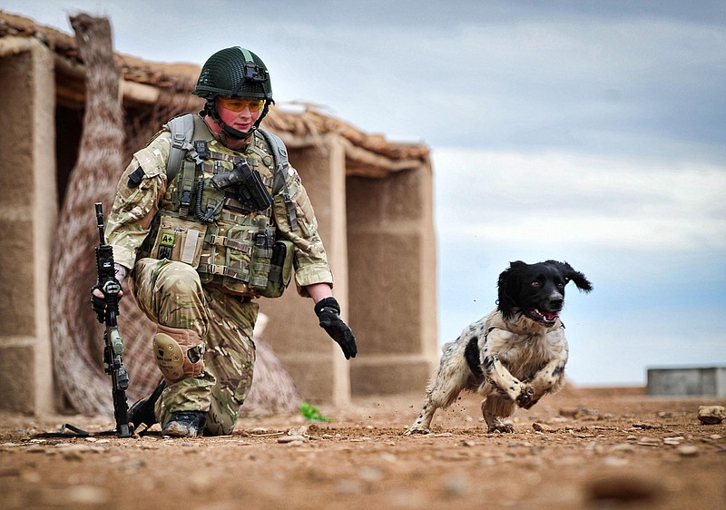 Lance Corporal Liam Tasker watches his Springer spaniel mix Theo. Theo, the bomb-sniffing army dog who died in Afghanistan on the day his handler was killed, has been honored with Britain's highest award for animal bravery. Springer spaniel mix Theo was posthumously awarded the Dickin Medal on Thursday at a ceremony in London.