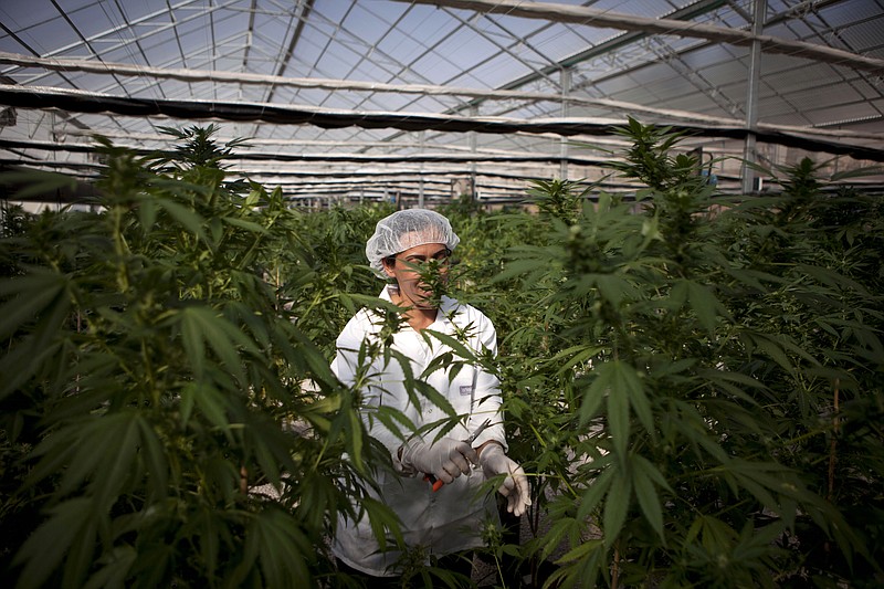 An Israeli woman works Thursday at Tikkun Olam medical cannabis farm, near the northern Israeli city of Safed, Israel. Marijuana is illegal in Israel but medical use has been permitted since the early '90s for cancer patients and those with pain-related illnesses.