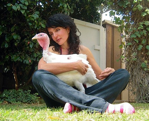 In this Wednesday, November 14, 2012 photo provided by Karen Dawn, a pet, Rosie Turkey, is held in the lap of owner Karen Dawn in her front garden in Pacific Palisades, Calif. This was Rosie's first day in her new home.