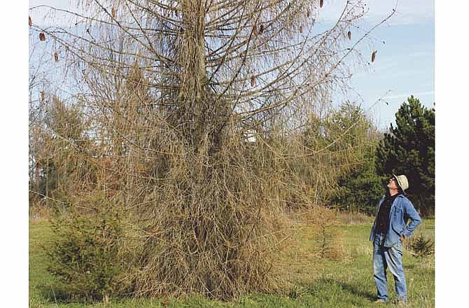 Jamie Coe checks out a 25-foot Norway spruce tree that died on his Christmas tree farm this summer during a prolonged drought. A combination of approaching retirement and the drought has forced Coe to close his farm south of Fulton, Mo.