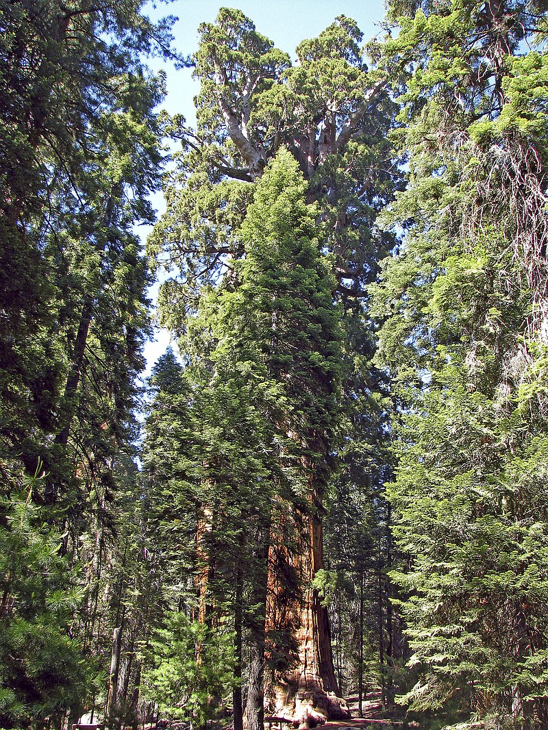 A Giant Sequoia Tree is shown in Sequoia National Park, Calif. After 3,240 years, the Giant Sequoia is still growing wider at a consistent rate, which may be what most surprised the scientists examining how they and coastal redwoods will be impacted by climate change and whether they have a role to play in combatting it.