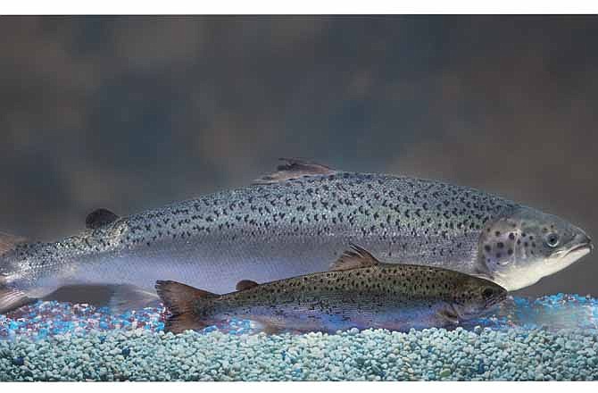 This undated 2010 handout photo provided by AquaBounty Technologies shows two same-age salmon, a genetically modified salmon, rear, and a non-genetically modified salmon, foreground. Salmon that's genetically modified to grow twice as fast as normal could soon show up on your dinner plate - if the company that makes the fish can stay afloat.