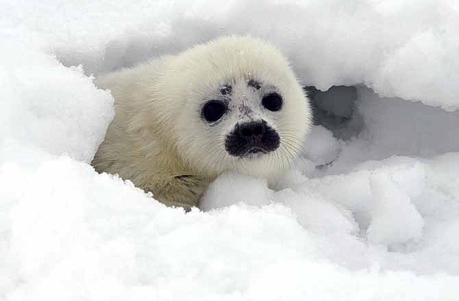This May 1, 2011 photo provided by the National Oceanic and Atmospheric Administration shows a ringed seal pup peeking out from its protective snow cave near Kotzebue, Alaska.