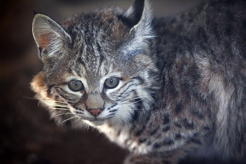 A Northern California animal rescue group is trying to help an orphaned bobcat kitten with a problem: She's too nice. The kitten was only a few weeks old when she was found in August by fire crews who battled a 75,000-acre fire in the Plumas National Forest. 