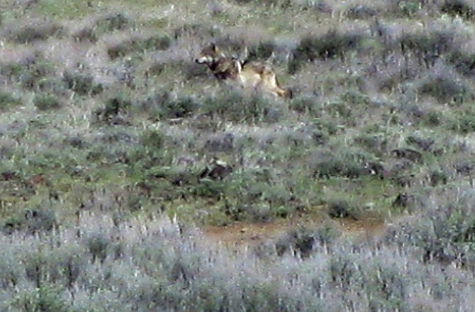  This May 8, 2012 file photo provided by the California Department of Fish and Game shows OR-7, the Oregon wolf that has trekked across two states looking for a mate, on a sagebrush hillside in Modoc County, Calif. 
