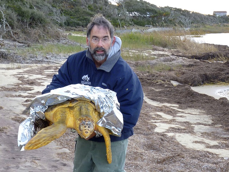 Lou Browning, of Hatteras Island Wildlife Rehabilitation, holds a loggerhead turtle on Jan. 2. Volunteers along North Carolina's coast are walking through muck and going out on kayaks to rescue sea turtles that get stuck in sounds when the water turns cold.