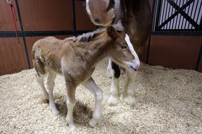 A young Clydesdale foal walks around the feet of her mother at Warm Springs Ranch on Jan. 30 in Boonville. The foal, born Jan, 16 at the ranch, is the star of a Budweiser commercial that aired during Super Bowl XLVII.