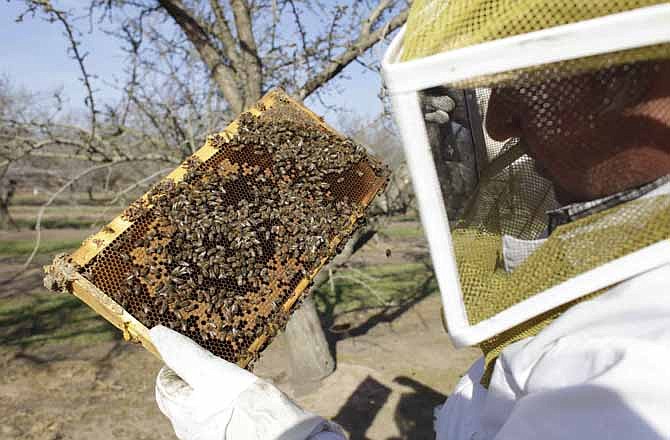 Bee inspector Neil Trent of Scientific Ag Co., inspects a frame of bees to assess the colony strength Tuesday, Feb. 12, 2013, near Turlock, Calif. Trent says some bee hives in the state have weak colonies of bees, spelling a bee shortage in time for almond bloom.
