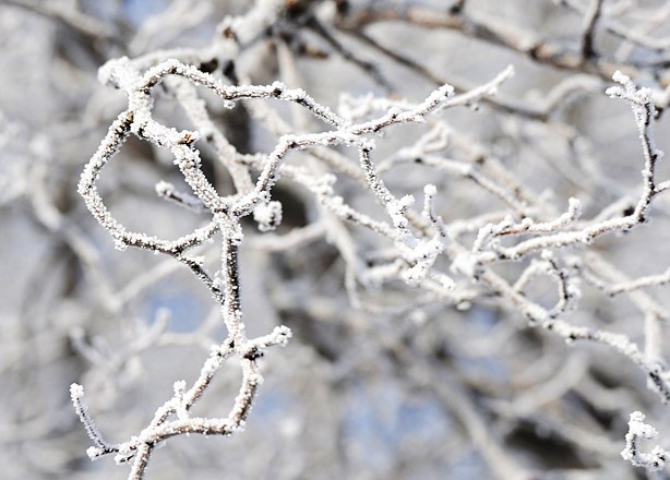 Rime ice is the opaque coating of tiny white granular ice particles. 
