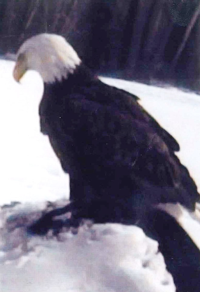 An American Bald Eagle feeds on an animal carcass Sunday near Calwood.