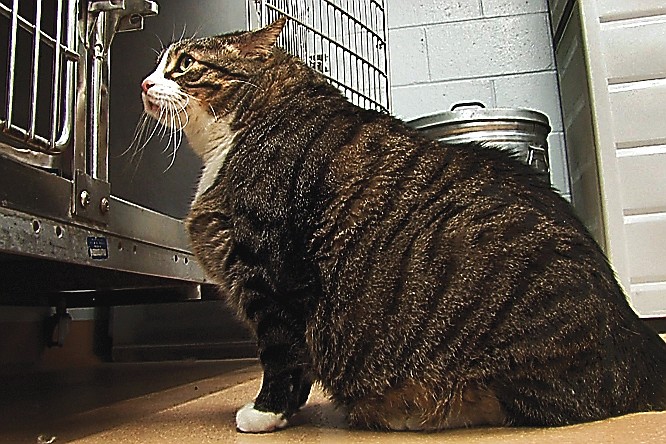 Biscuit, a 37-pound cat, looks at his cage in a St. Charles shelter.