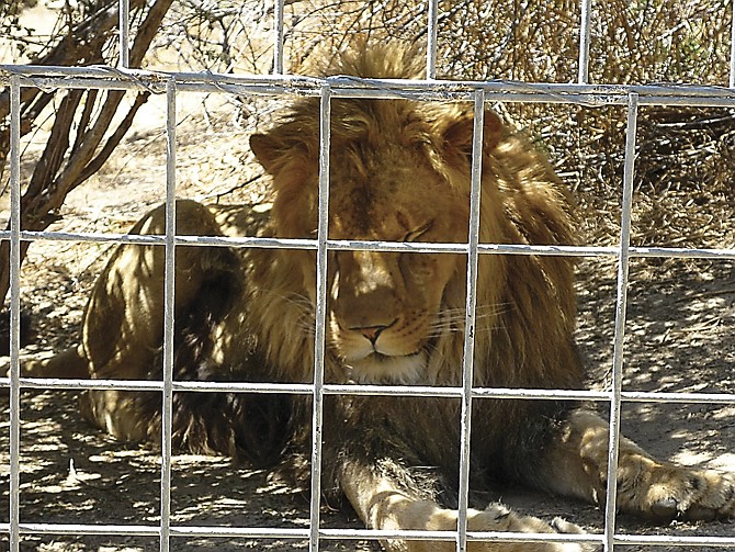 This 2012 photo shows the 4-year-old male African lion named Couscous which killed a female intern-volunteer at Cat Haven Park in California.