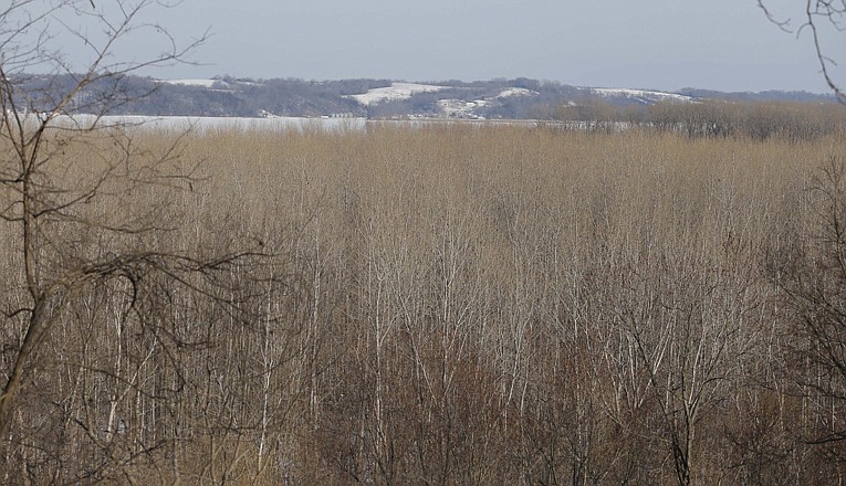 Trees cover Jameson Island in the Big Muddy National Fish and Wildlife Refuge last week near Arrow Rock. Fixes to Jameson Island and construction of another side channel shallow-water habitat projects planned for Missouri have been stalled amid an ongoing permit discussion.