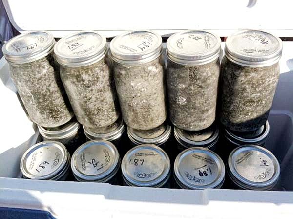 Illegally harvested paddlefish eggs to be sold on the black market as caviar.