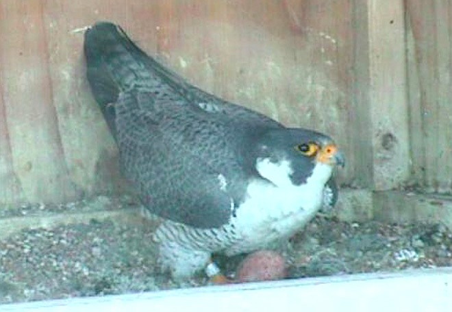 A peregrine falcon laid its first egg of the season on Tuesday. A female and a male peregrine falcon can be seen this spring raising their chicks on FalconCam. 