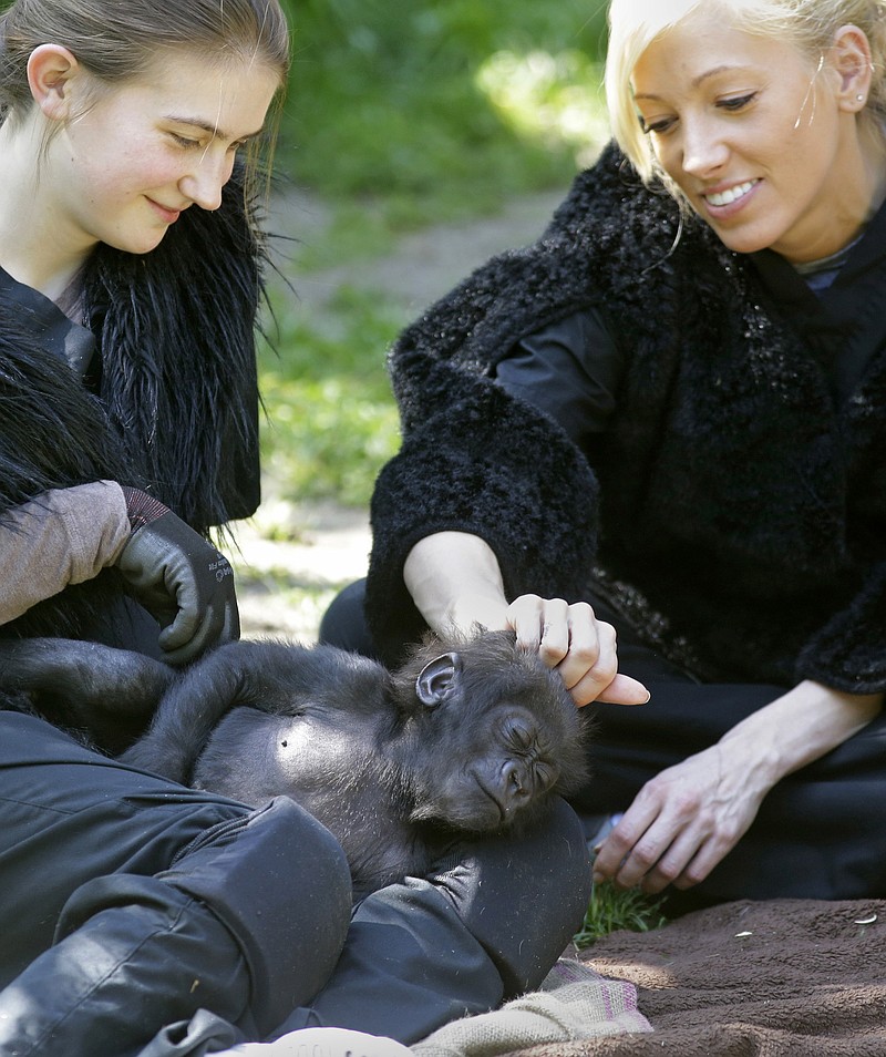 Stephanie Carr, right, scratches a three-month-old Western Lowland gorilla named Gladys on the head as she sleeps in the lap of Ashley Chance, on Tuesday, in the outdoor gorilla exhibit at the Cincinnati Zoo in Cincinnati. The baby gorilla was born Jan. 29 at a Texas zoo to a first-time mother who wouldn't care for her. Zoo workers and volunteers are acting as surrogate mothers to prepare the baby to be introduced to two female gorillas at the Cincinnati Zoo who might accept her. Humans acting as surrogate mothers wear vests and materials to make them appear more like a gorilla. 