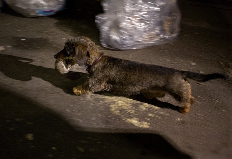 A Wire Haired Dachshund named Vina, owned by Trudy Kawami of New York, carries a rat after catching it in a lower Manhattan alley in New York.  The capture is part of a rat hunt a group of dog owners take part in occasionally.