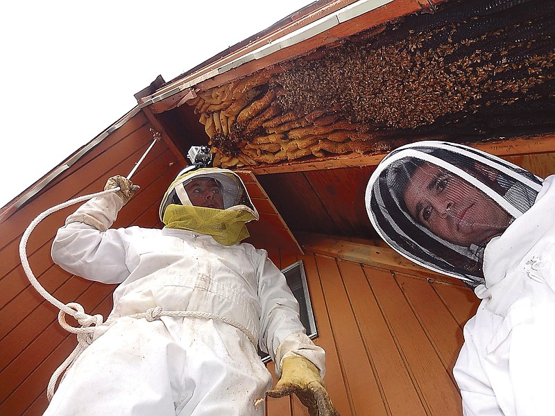 Ogden beekeeper Vic Bachman, left, and partner Nate Hall prepare to remove a 12-foot-long beehive from an A-frame cabin in Eden, Utah. It was the biggest beehive the Utah beekeepers have ever removed, containing about 60,000 honeybees.