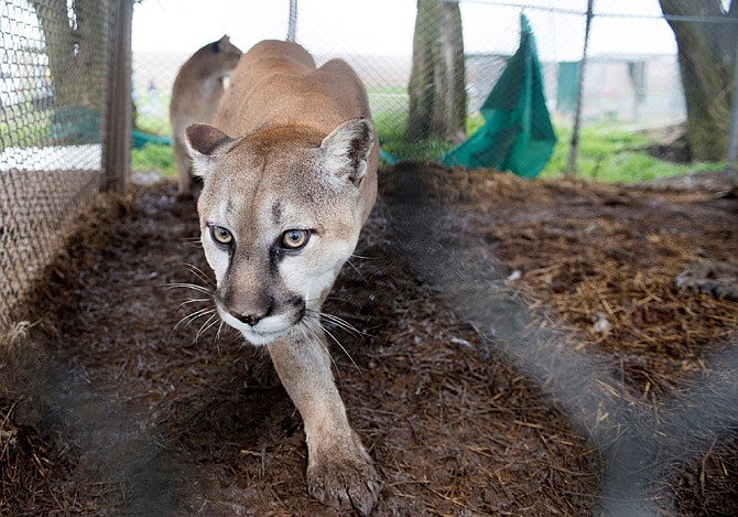 A mountain lion is seen in a chain-link enclosure before being seized from a menagerie of wild cats in Atchison, Kan. Authorities said one tiger, two cougars, three bobcats, two lynx, one serval and two skunks, living in inadequate enclosures and were infrequently fed, were seized and a man is in custody. 