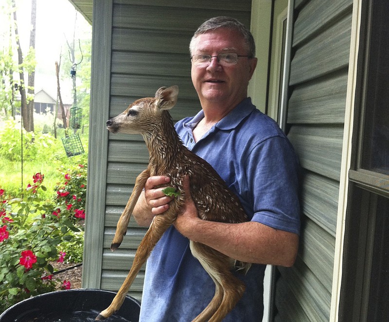 Michael Westerfield holds the fawn he rescued on his porch Monday. Westerfield found the fawn close to chest-deep in a flash flood near the creek in his Evergreen Drive backyard.