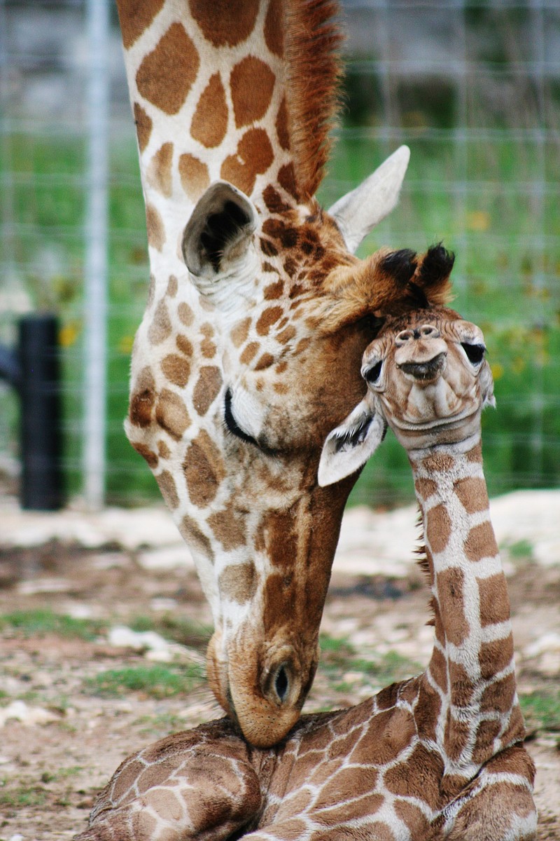 Nakato, a male twin giraffe, gets mom Carol's attention shortly after his May 10 birth in New Braunfels, Texas. Officials with the Natural Bridge Wildlife Ranch say the birth marks just the second time a twin giraffe birth has occurred in the United States.