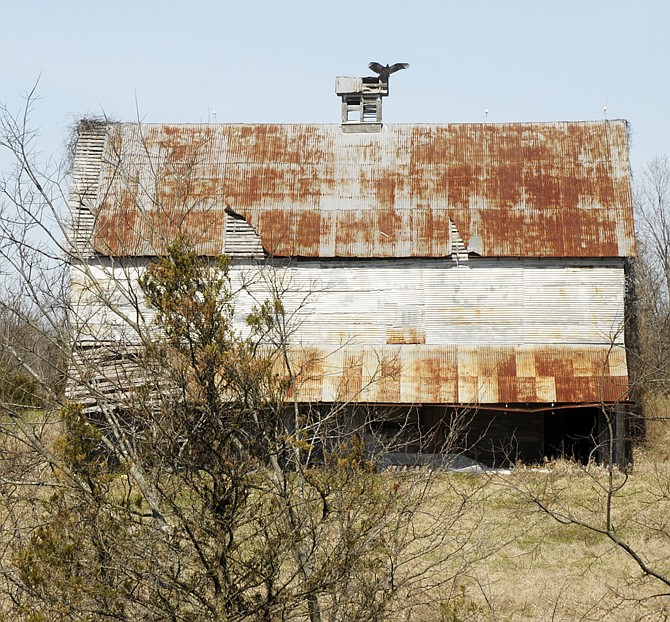 Buzzards perch atop an old barn located in Binder Park. The city is disassembling the barn due to damage caused by storms in March and severe termite damage. 