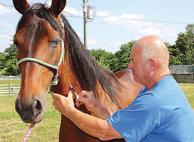 Dr. Robert Barnett, a Fulton veterinarian, draws blood from "Noodle," a Tennessee walking horse owned by Toni Michelle of Fulton as the first step in a test to make sure the animal does not have equine infectious anemia (EIA).