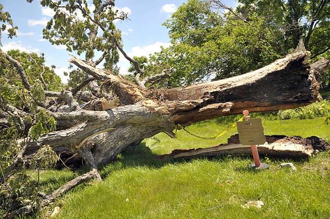 The tree once designated as a Liberty Tree by the Missouri Department of Conservation fell victim to high winds recently. Although its trunk was hollow the branches were full of this year's new leaves.