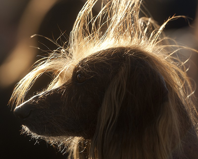 Isaboo, a 7-year-old Chinese Crested, basks in the sun after competing in the 25th annual World's Ugliest Dog Contest at the Sonoma-Marin Fair on Friday in Petaluma, Calif. Isaboo won third place in the mutt category.