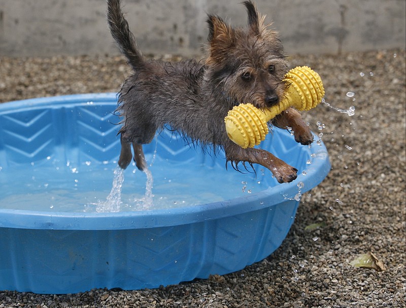 Howey, a one-year-old Terrier mix, keeps cool Friday at one of the pools set by volunteers ahead of the July 4 celebrations at Rancho Cucamonga, Calif., Animal Care & Adoption Center. The western U.S. is bracing for a record heat wave this weekend. A strong upper-level ridge of high pressure developing over Southern California will generate torrid temperatures starting Friday, raising fears of heat-related illnesses and wildfires.