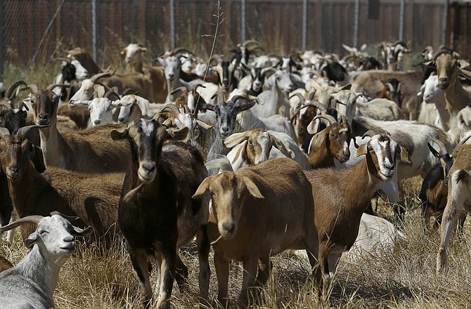 Goats graze on a patch of San Francisco International Airport land in San Francisco. The airport is using 400 goats to clear from an area of the airport prone to fire. 